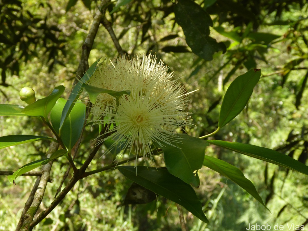 Syzygium jambos (L.) Alston